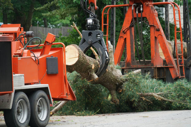 Best Professional Tree Care  in Snyderville, UT